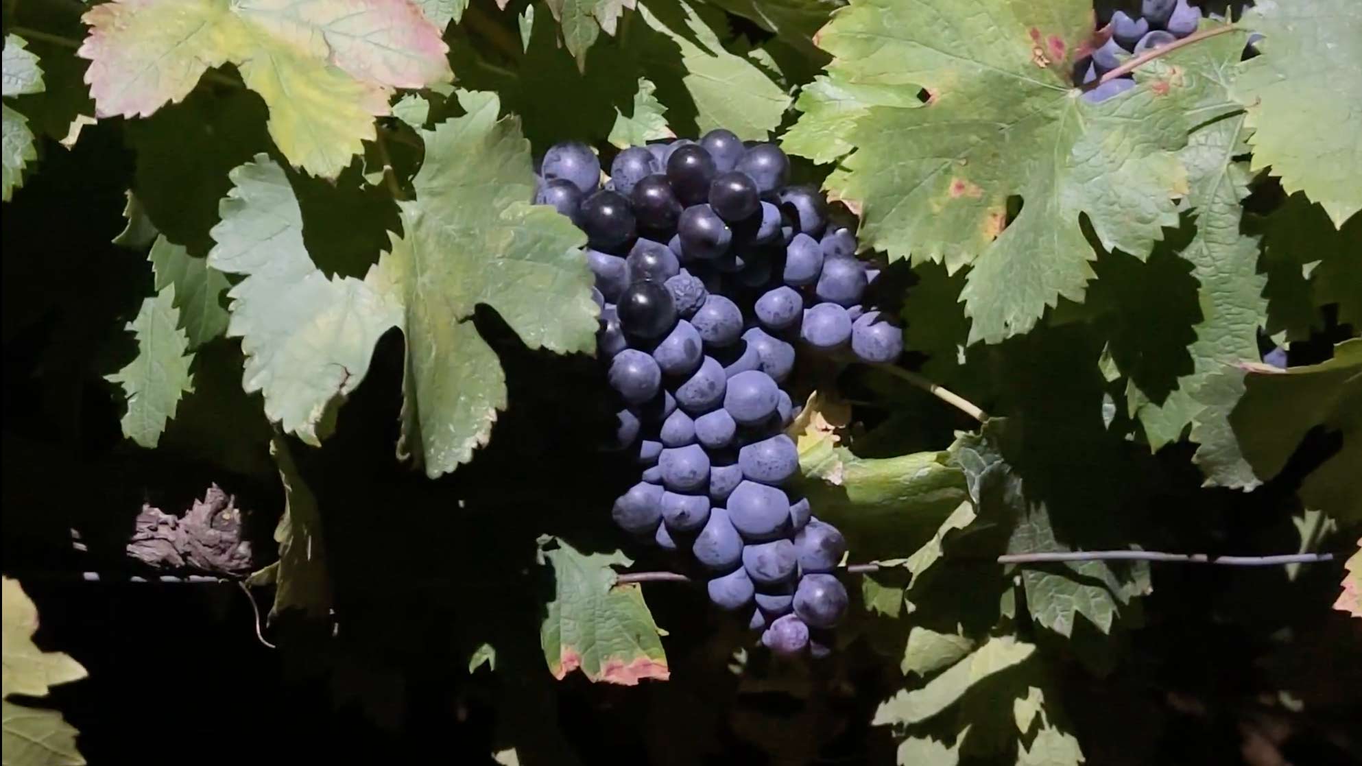 The Secrets of Night Harvesting
