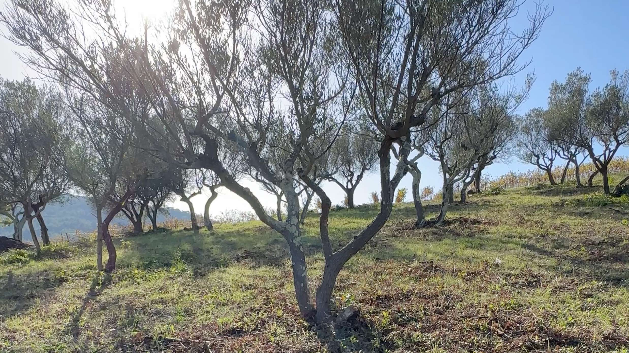 The Revival of Our Olive Grove