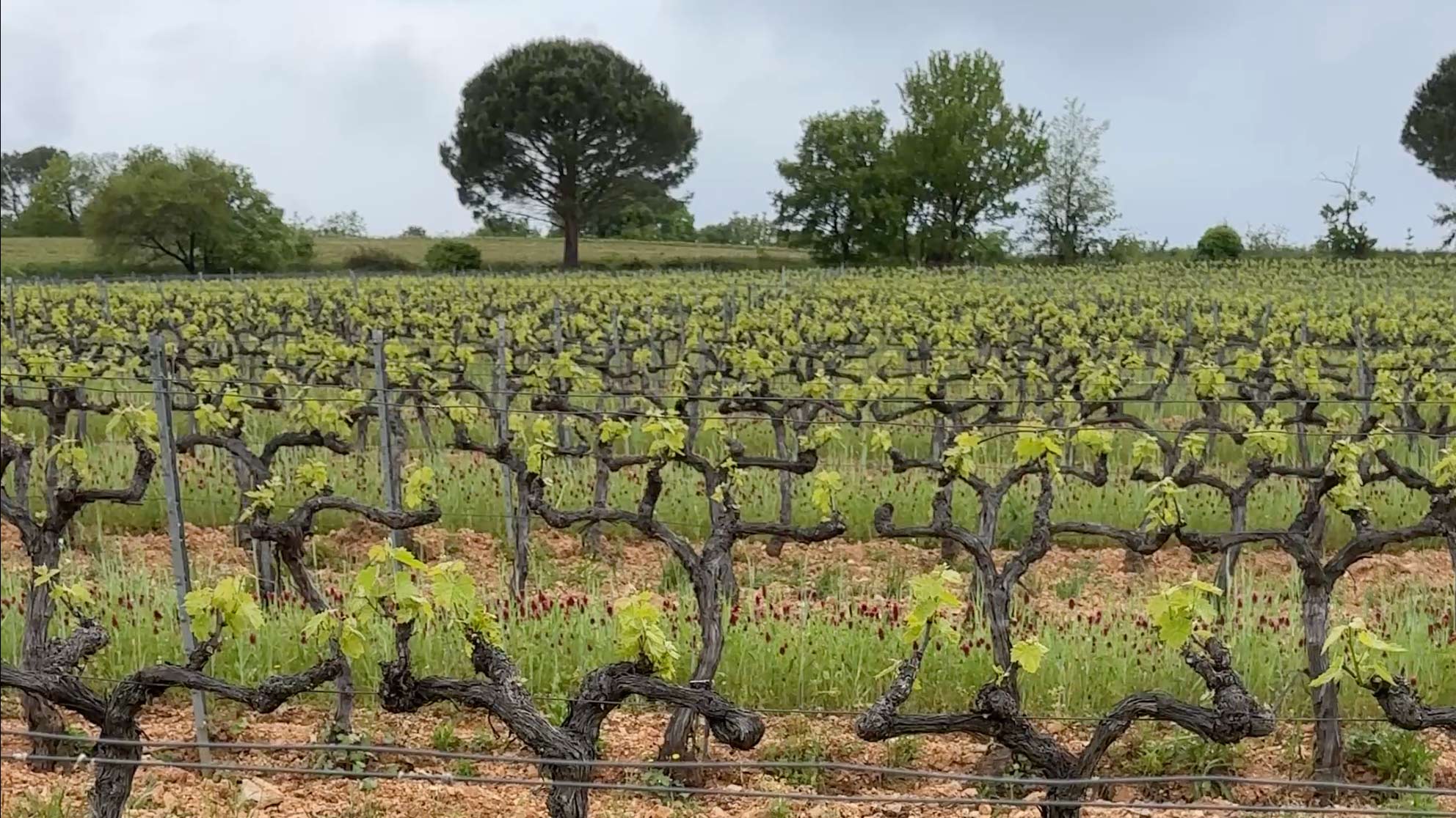 The Awakening of the Vines